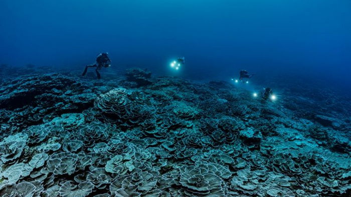 Ученые нашли гигантский коралловый риф, который перевернул их представления об океане (видео)