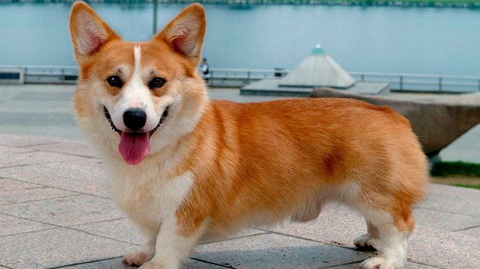 Выбор собачки расскажет о главном в вашей жизни