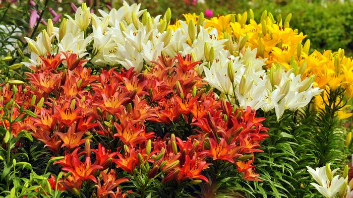 Особенности выбора и приобретения луковиц лилий