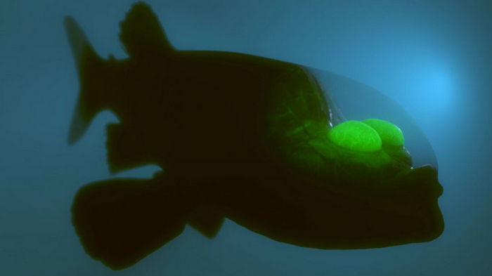 Не из мира сего. У побережья США заметили странную рыбу с прозрачной головой (видео)
