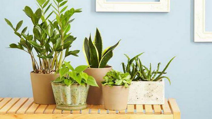 Лучшие подкормки для домашних растений