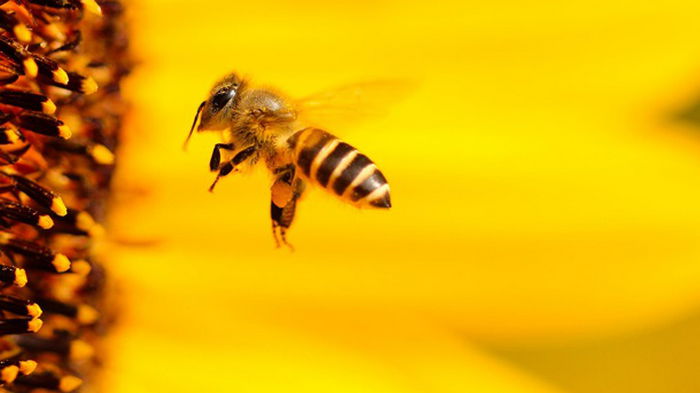 Стало известно, что пчелы могут различать четные и нечетные числа