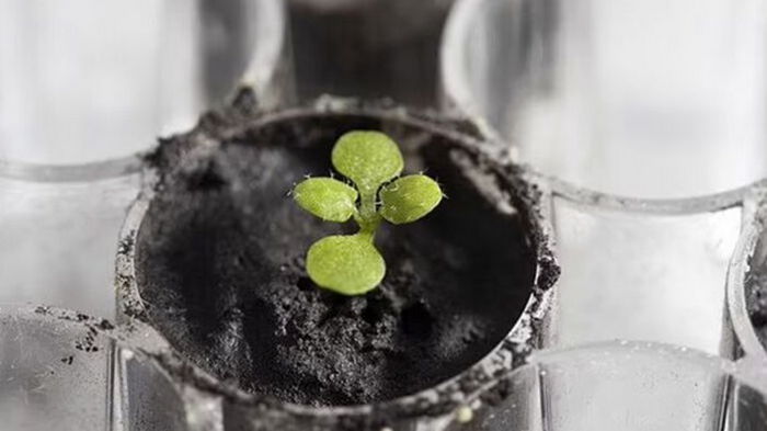 Ученым удалось вырастить растения на лунном грунте