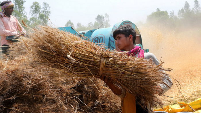 Индия неожиданно запретила экспорт пшеницы