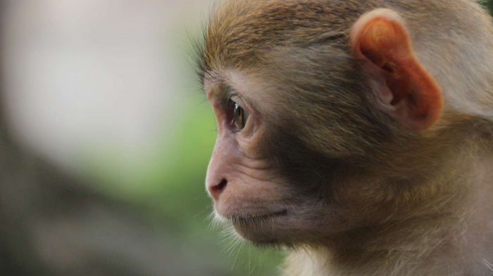 Обезьянья оспа: ВОЗ обсуждает масштабы угрозы на международном уровне