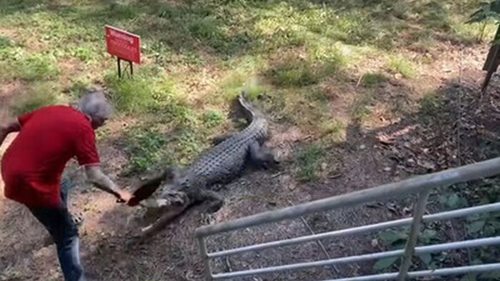 Мужчина использовал против крокодила сковородку (видео)