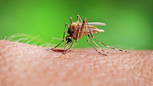Натуральные средства для защиты от комаров