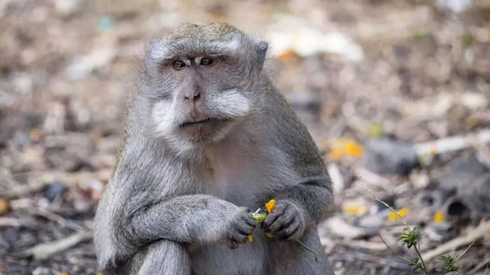 В России подтвердили первый случай обезьяньей оспы