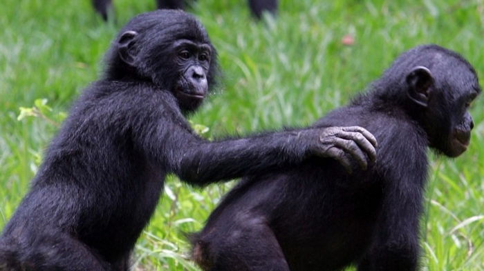 Все как у людей. Шимпанзе говорят друг другу «привет» и «пока», — исследование