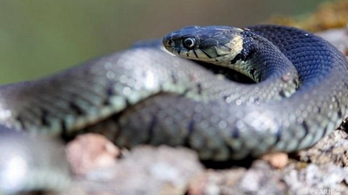 На Закарпатье змея укусила годовалую девочку