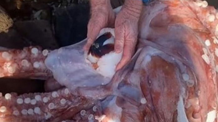 В Африке на берег выбросился гигантский кальмар