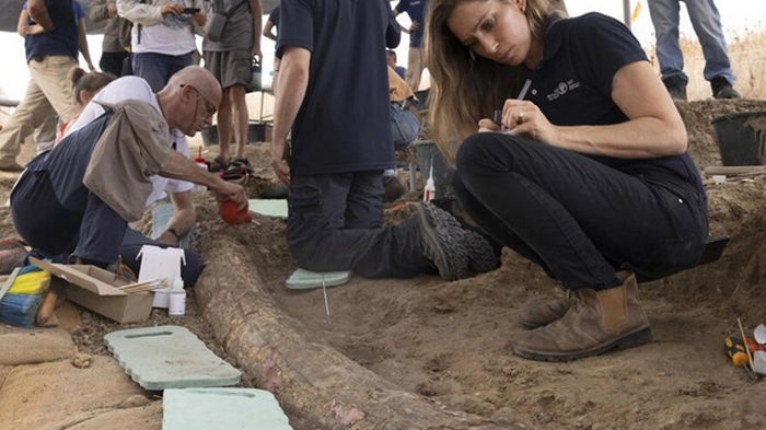 В Израиле обнаружили бивень слона возрастом почти полмиллиона лет