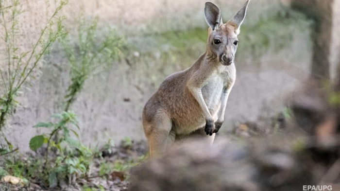 В Австралии кенгуру впервые почти за 100 лет убил человека