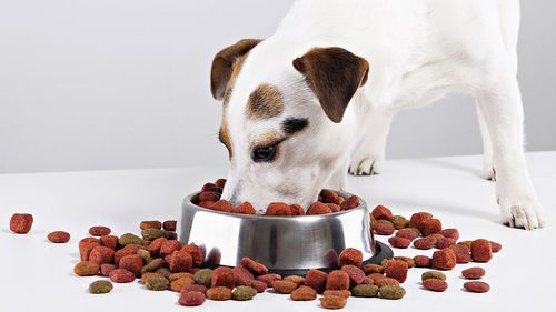 Как правильно выбирать сухой корм для собаки