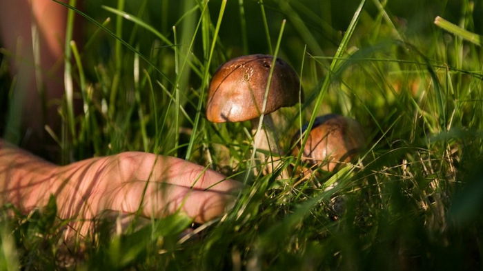 Что категорически нельзя делать, если вы отравились грибами: первая помощь