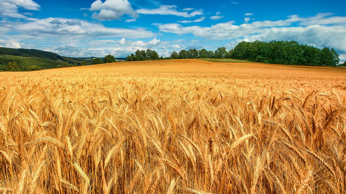 В мире назревает значительный дефицит зерна