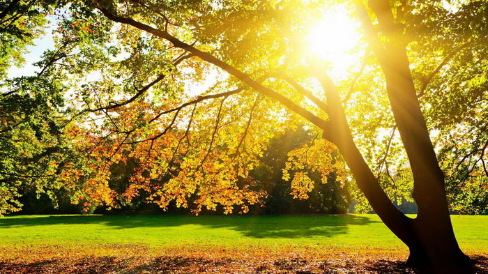 Туман и заморозки накроют Украину: прогноз погоды на завтра