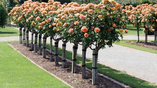 штамбовые деревья