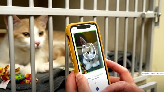 Ветеринарам в помощь: ИИ научился понимать ощущения котов по выражению морды