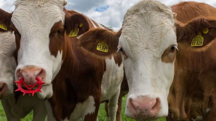 Микробы, обнаруженные в желудке коров, могут разлагать пластик, — ученые