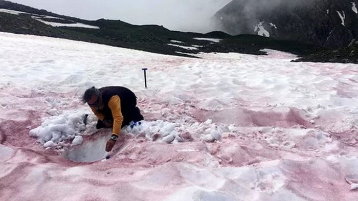 «Ледниковая кровь» в Альпах. Ученые нашли ответ почему она появляется и чем она грозит