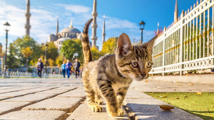 Турция — страна кошек