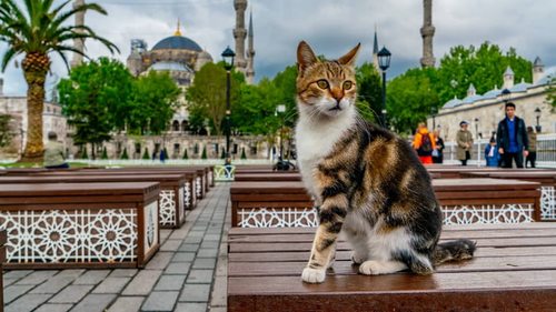 кошка в Турции