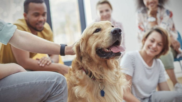 Четырехлапые психотерапевты. Собаки способны снижать стресс у людей на 6 недель и дольше