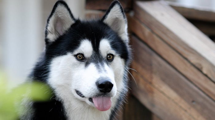 Ученые выяснили, что собаки тоже могут ревновать