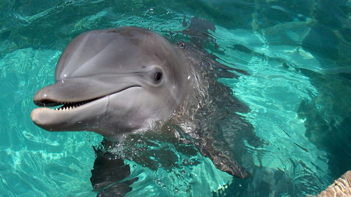 Ученые выяснили, что у людей и дельфинов имеются схожие черты характера
