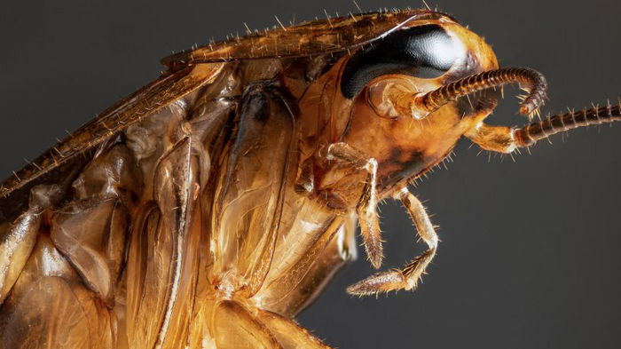 Тараканы не единственные насекомые, способные пережить ядерную войну, — ученые