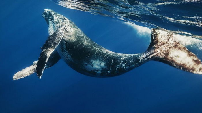 Ученые изучают океаническое дно с помощью песен китов