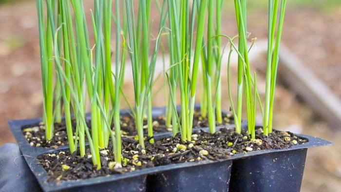 Выращивание лука из семян: 2 основных способа посадки