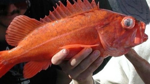 В Новой Зеландии обнаружена «рыба-маршмэллоу» (фото)