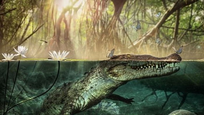 Большое путешествие: ученые выяснили, как крокодилы попали в Америку 11 миллионов лет назад