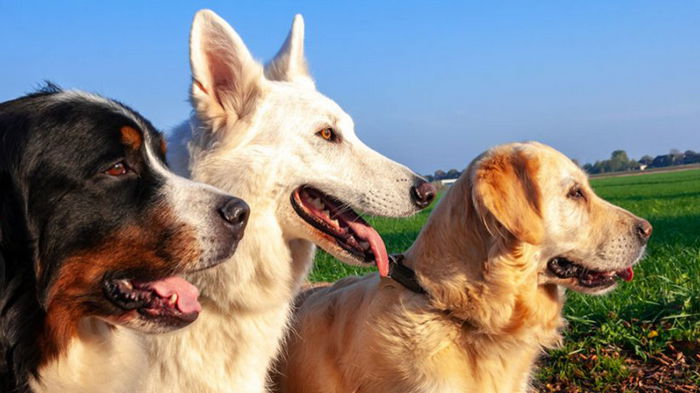 Ученые выяснили, почему у собак холодные носы