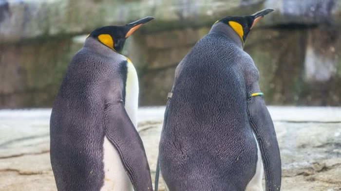 Ученые обнаружили в Антарктике новую колонию пингвинов