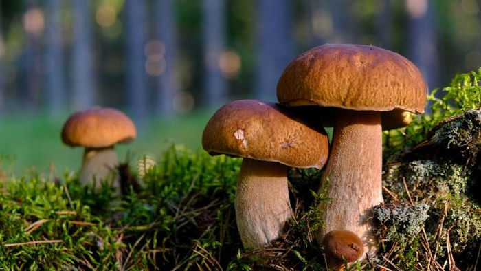 Ученые рассказали о коммуникационных сетях грибов, соединяющих леса