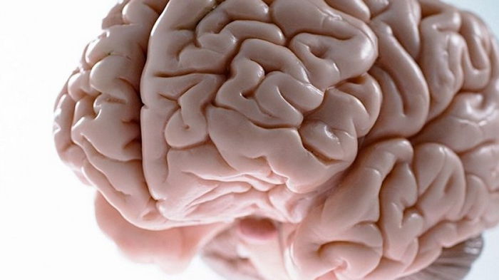 Ученые обнаружили, что человеческий мозг никогда не взрослеет по-настоящему