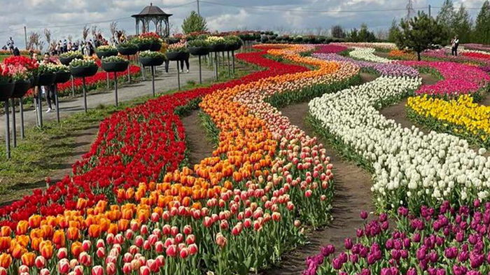 Под Киевом создают композицию из миллионов тюльпанов (фото)