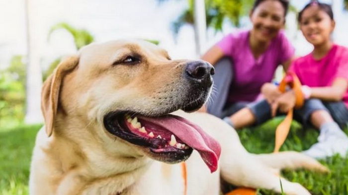 Ученые рассказали, сколько могут жить собаки и какие из них являются долгожителями