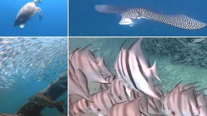 Дайвер показал морских животных (видео)