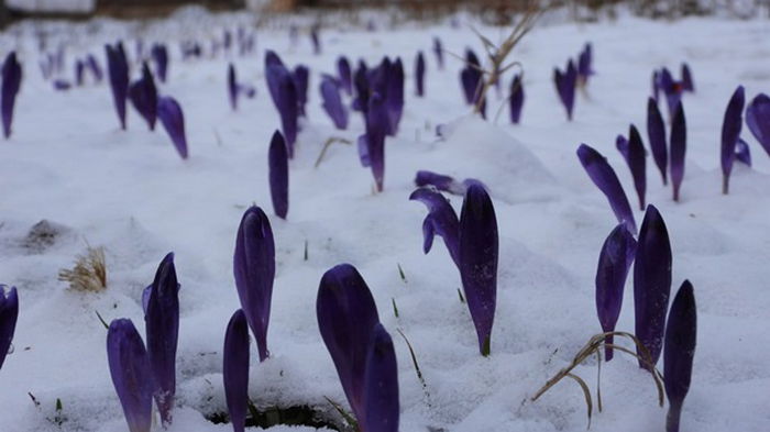 На Закарпатье под снегом аномально зацвели цветы (фото)