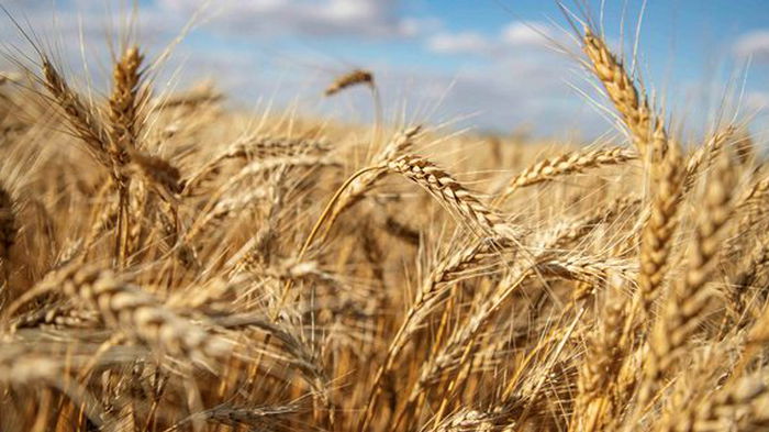 Запрет украинского зерна: Польша хочет приостановить импорт как минимум до июля