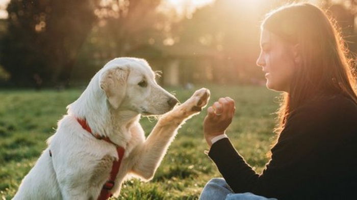 Исследование рассказало о том могут ли собаки учиться, подражая людям