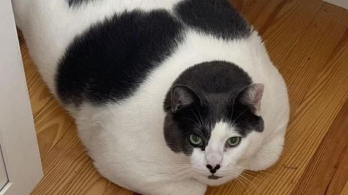 Самый толстый кот в мире сел на диету (видео)