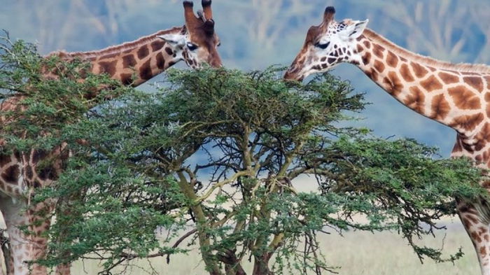 Жирафы с крохотным мозгом принимают решения также, как и люди (видео)