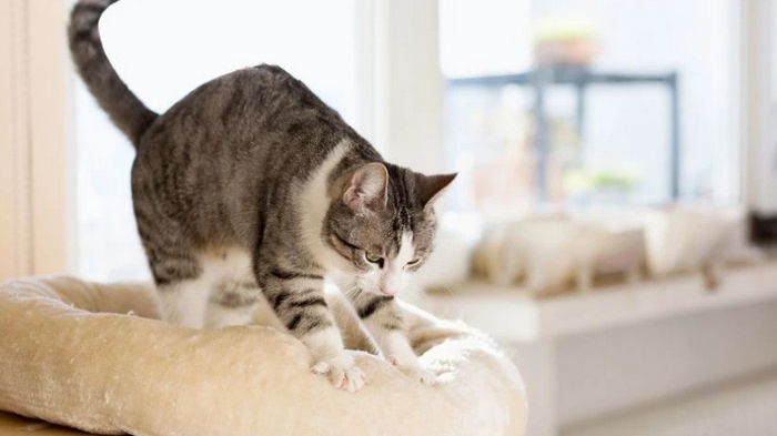 Нечто связанное с теплыми воспоминаниями из детства: ученые рассказали, почему кошки мнут лапами