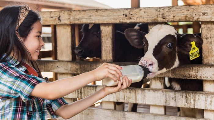 Невиданное годами коровье бешенство неожиданно проявилось в США