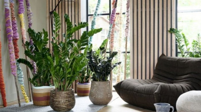 Комнатные растения очищают воздух: ученые рассказали, сколько цветов должно быть в доме